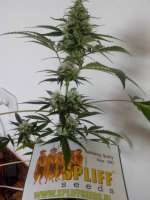 Imagen de campimist (Master Kush)