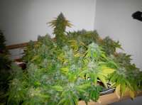 Imagen de Shishkinn (Moon Walker Kush)