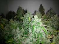 Imagen de Shishkinn (Moon Walker Kush)