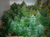 Imagen de Shishkinn (Moon Walker Kush)