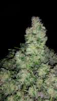 Imagen de Jaybone (Moon Walker Kush)