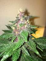 Imagen de AutoAlan (Purple Berry Kush)