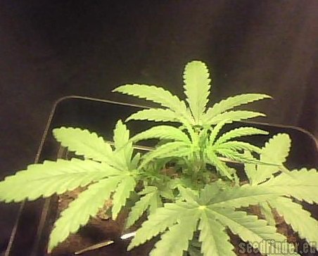 Spliff Seeds Royal Thai