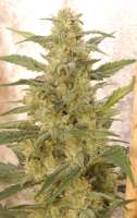 Imagen de admin (White Widow)