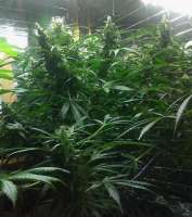 Imagen de admin (White Widow Automatic)