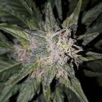 Imagen de SterquiliniisSeeds (Dark Stormy)