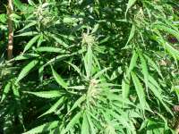 Imagen de sensamella (Conspiracy Kush)