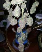 SubCool’s The Dank Grape Lime Ricky - photo réalisée par Cannabliss239