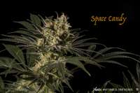 SubCool’s The Dank Space Candy - photo réalisée par antoniphoto