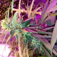 Imagen de Wiji30 (Sumos Big Bud)