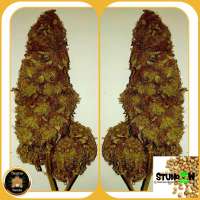 Imagen de Wiji30 (Sumos Big Bud)