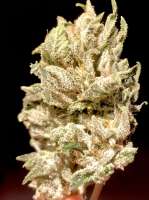 Sunrise Side Seeds Sunrise Kush - photo réalisée par Greybeard66