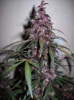 Imagen de nobodyuknow (Bloody Skunk Auto)