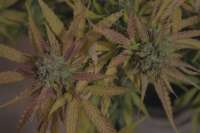 Imagen de Antonello (Cream Mandarine XL Auto)