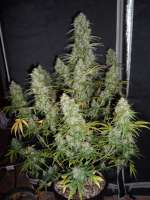 Imagen de hank123 [Fast Bud Auto]