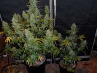 Imagen de hank123 (Fast Bud Auto)