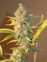 Imagen de Cultivator420 (Green Poison)