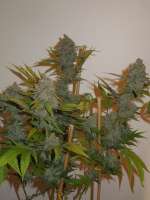 Imagen de Cultivator420 (Green Poison)