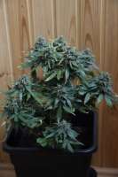 Imagen de lemur108 (Jack 47 Auto)