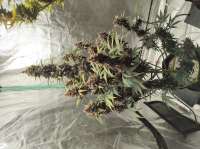 Imagen de Neofirebird (Red Poison Auto)