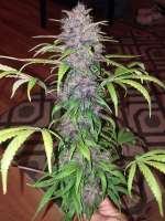 Imagen de Grower211 (Red Poison Auto)