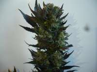 Imagen de merlin (Red Poison Auto)