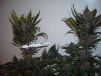 Imagen de merlin (Red Poison Auto)