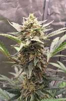 Pic for Runtz XL Auto (Sweet Seeds)