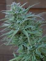 Sweet Seeds Sweet Skunk F1 Fast Version - photo réalisée par Pupiset