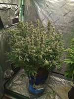 Imagen de Johnrepp (Auto MK-Ultra Kush)