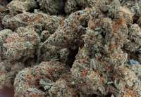 Imagen de Michigan420 (Bubblegum)