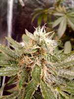 Imagen de SOMGO (Gelato 33 x Strawbanana Cream)