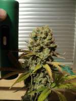 Imagen de loveweed27 (Kushage)