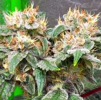 Imagen de Thebakerygenetics (BlazinSkywalker)