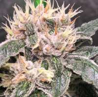 Imagen de Thebakerygenetics (BlazinSkywalker)