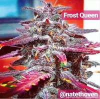 Imagen de TheBakeryGenetics (Frost Queen)