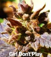 Imagen de TheBakeryGenetics (Girl Dont Play)