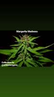 Imagen de Thebakerygenetics (Margarita Madness)