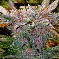 Imagen de Thebakerygenetics (Pink Purpz)