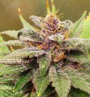 Imagen de Thebakerygenetics (Pink Purpz)