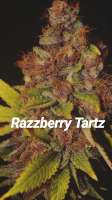 The Bakery Genetics Razzberry Tartz - photo réalisée par Thebakerygenetics