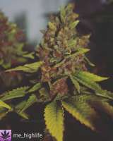 Imagen de Thebakerygenetics (Razzberry Tartz)