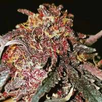 Imagen de Thebakerygenetics (Red Grapez)