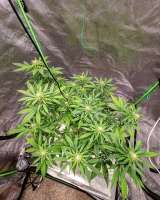 The Bakery Genetics Strawberry Chronic Cake - photo réalisée par d3v1l5xl377uc3