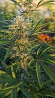 The Bank Genetics Cross-Fire Hurricane - photo réalisée par MAW420