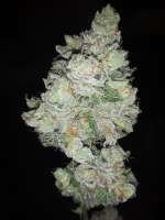 Imagen de BuddyJunior420 (Samoa Kush)