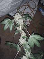 Imagen de BuddyJunior420 (Samoa Kush)