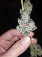 Imagen de BuddyJunior420 (Samoa Kush)