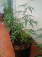 Imagen de randomgrower (The White x Mandala Purple Nr1)