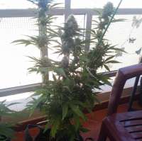 Imagen de randomgrower (The White x Mandala Purple Nr1)